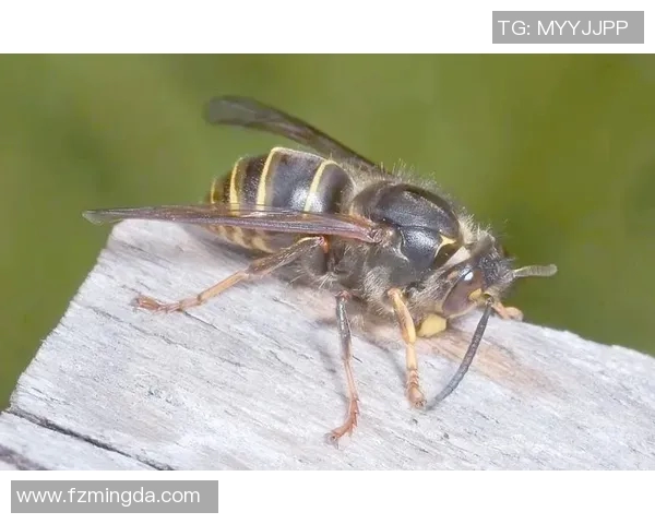 黄蜂生态与行为研究：探索黄蜂在自然界中的角色与生存智慧